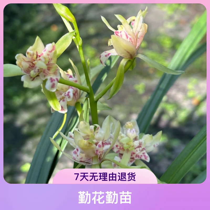 青鸟兰苑臻选孔雀翎四季兰浓香勤苗勤花绿植兰花