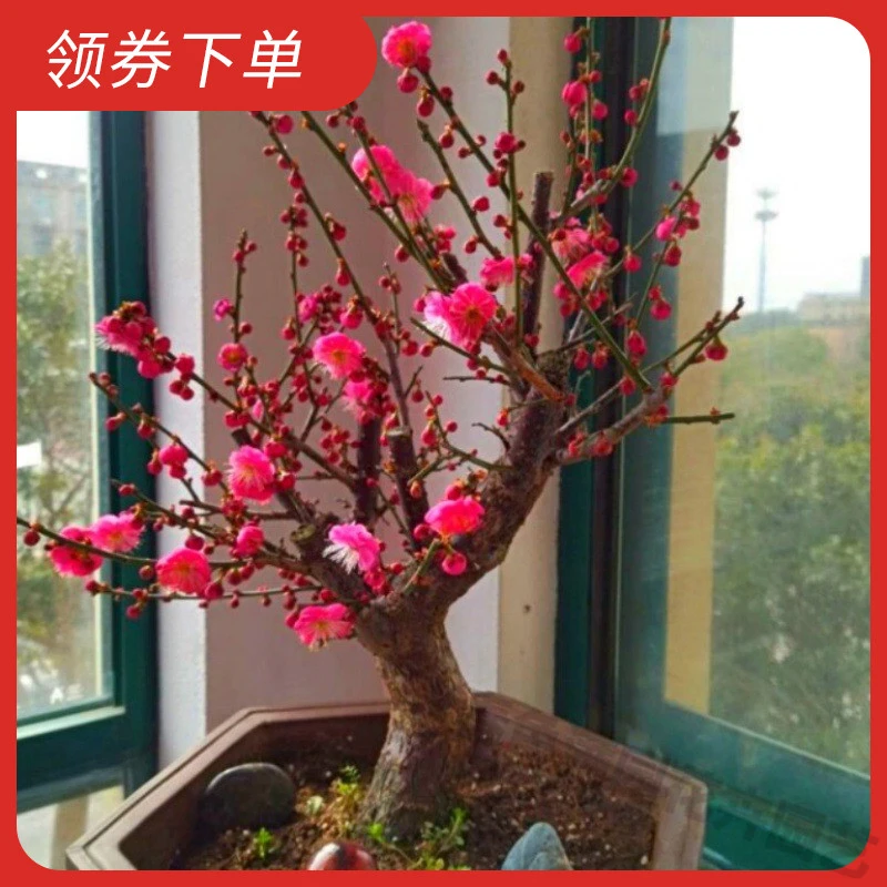 精品花耐寒带芽今年开花苗浓香梅花地栽树苗室内外绿植花卉腊梅苗