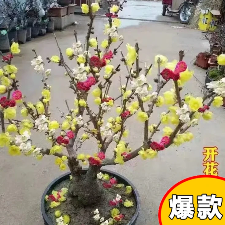 【带芽苞】冬天开花浓香梅花地栽树苗耐寒腊梅耐寒懒人花卉室外