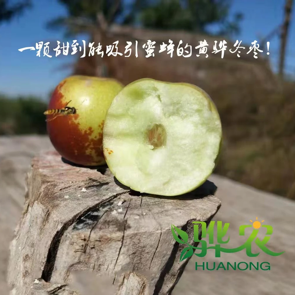 HUANONG/骅农【偏远地区专拍发顺丰空运】 骅农 自然熟黄骅露天冬枣