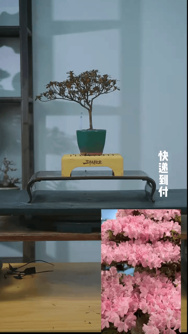 【闪购商品】1F377杜鹃 不包邮