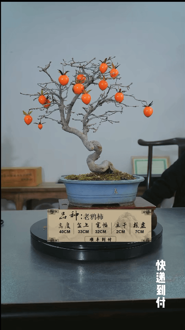 【闪购商品】1F432老鸦柿 不包邮
