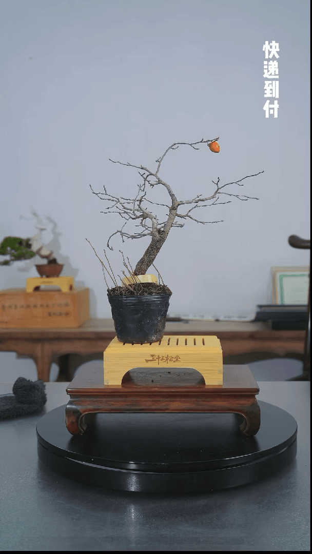 【闪购商品】1F425老鸦柿 不包邮