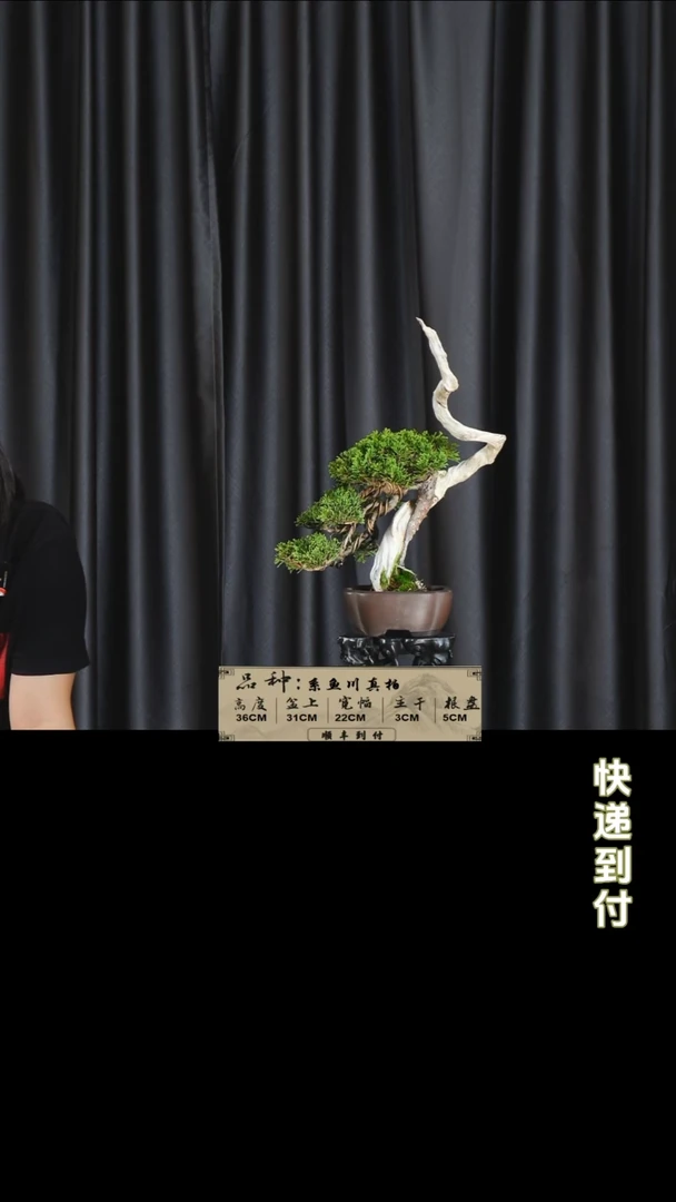 【闪购商品】1v415系鱼川真柏 不包邮