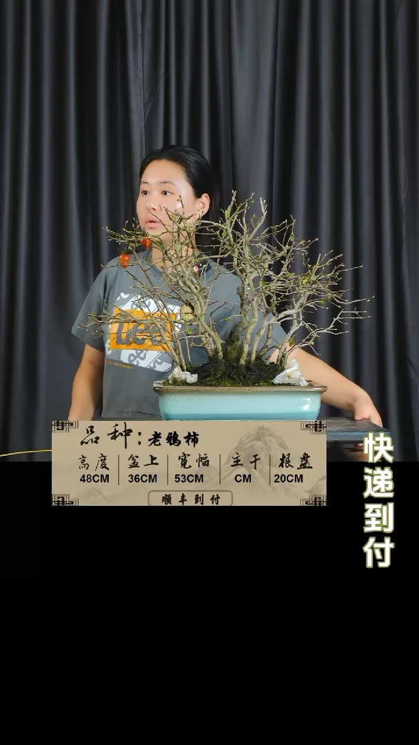 【闪购商品】1v485老鸦盆景    不包邮