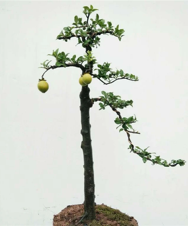 金弹子盆景绿植  付款专链