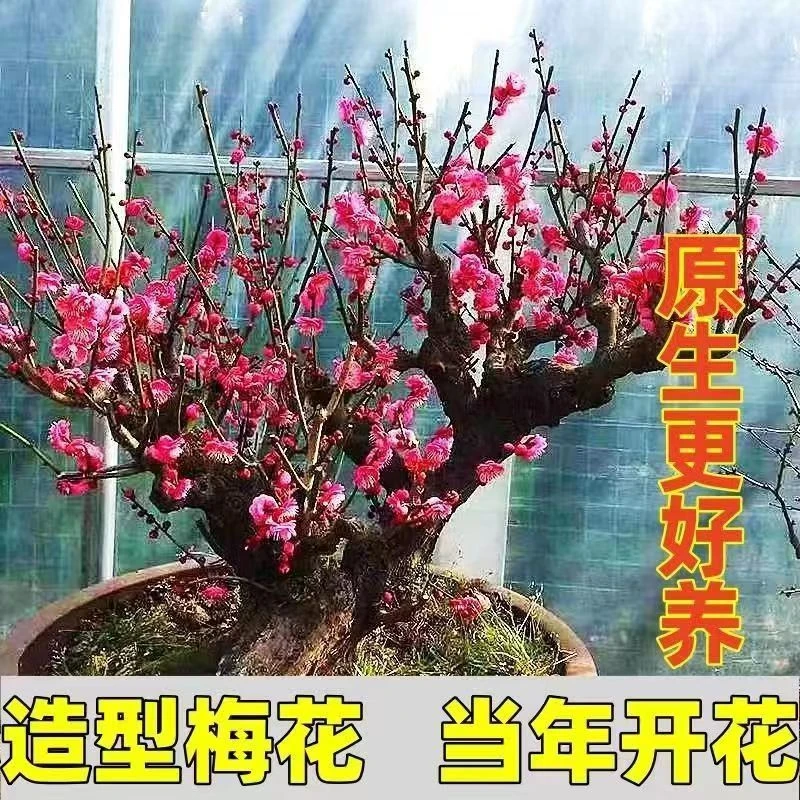 红梅花盆栽老桩绿梅盆景树苗好养花卉耐寒植物室内阳台庭院花苗