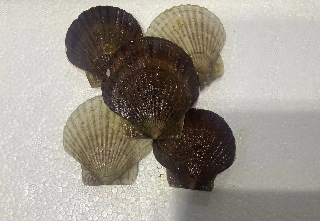 夏夷扇贝3斤  包邮
