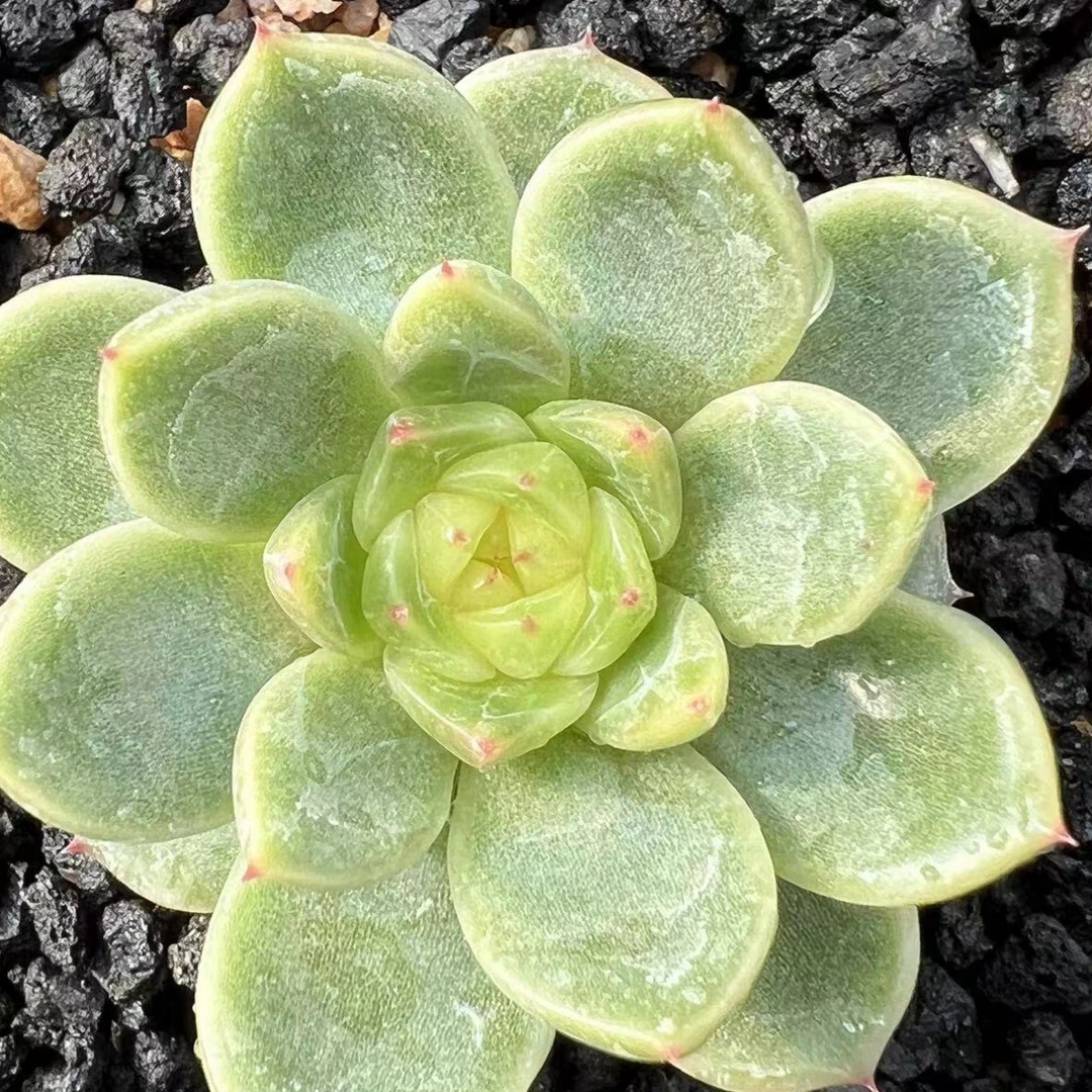 韩国多肉植物明朗珍妮