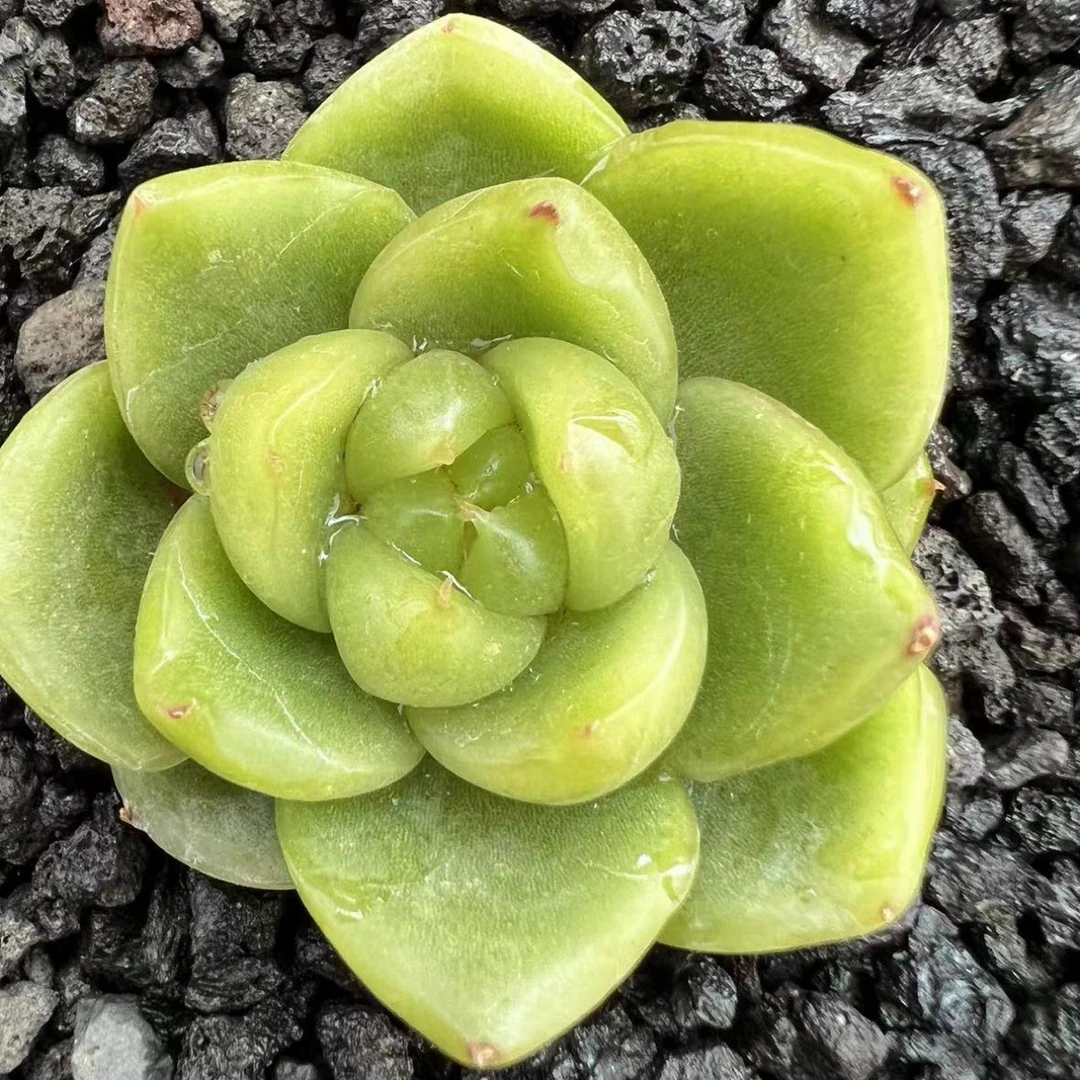 韩国多肉植物翡翠珍妮