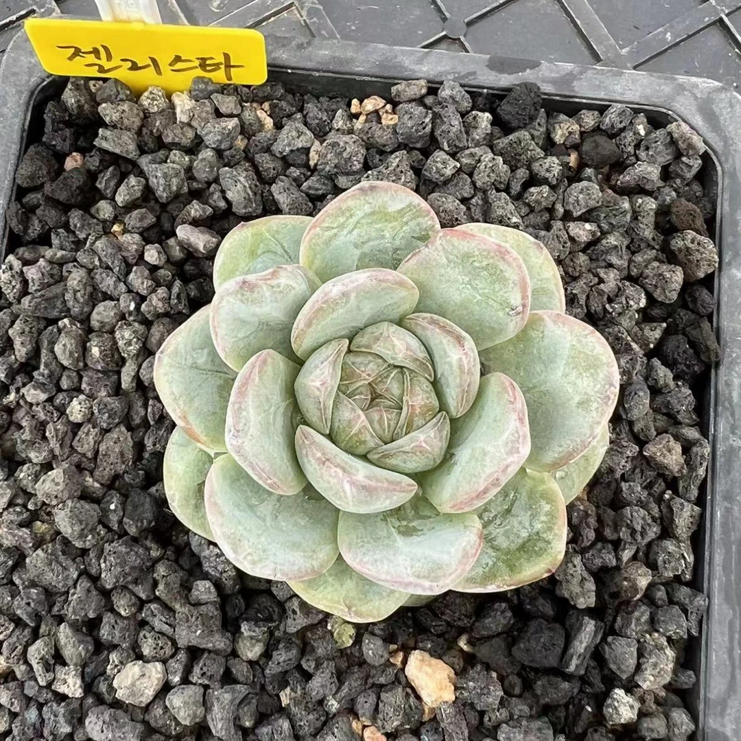 韩国多肉植物星星珍妮