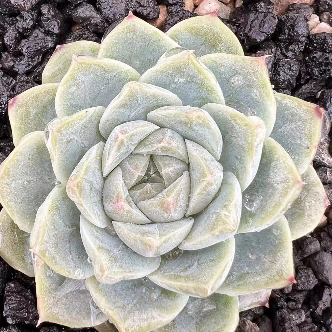 韩国多肉植物白麦