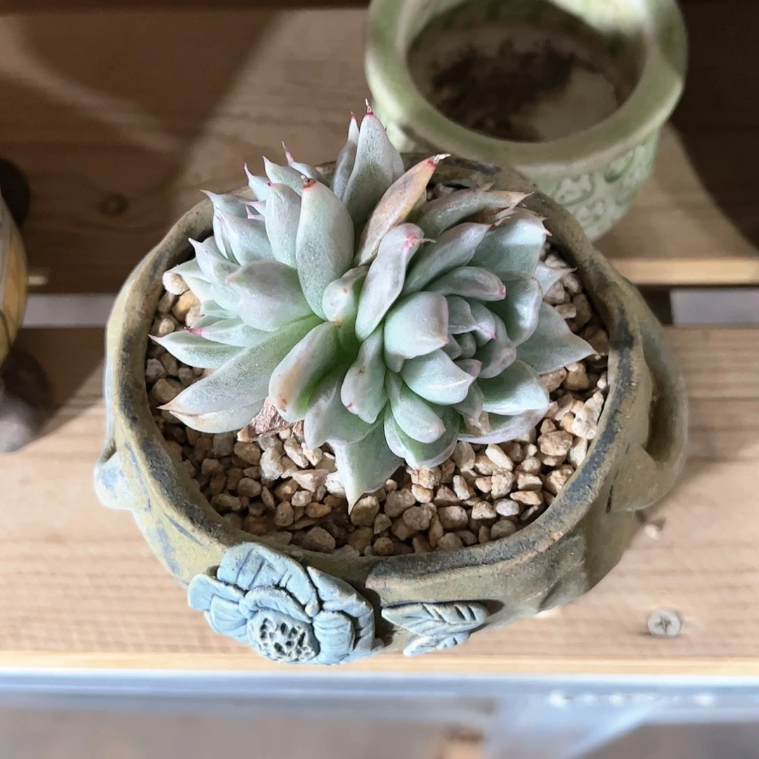 【闪购商品】盆栽植物圣路易斯锦