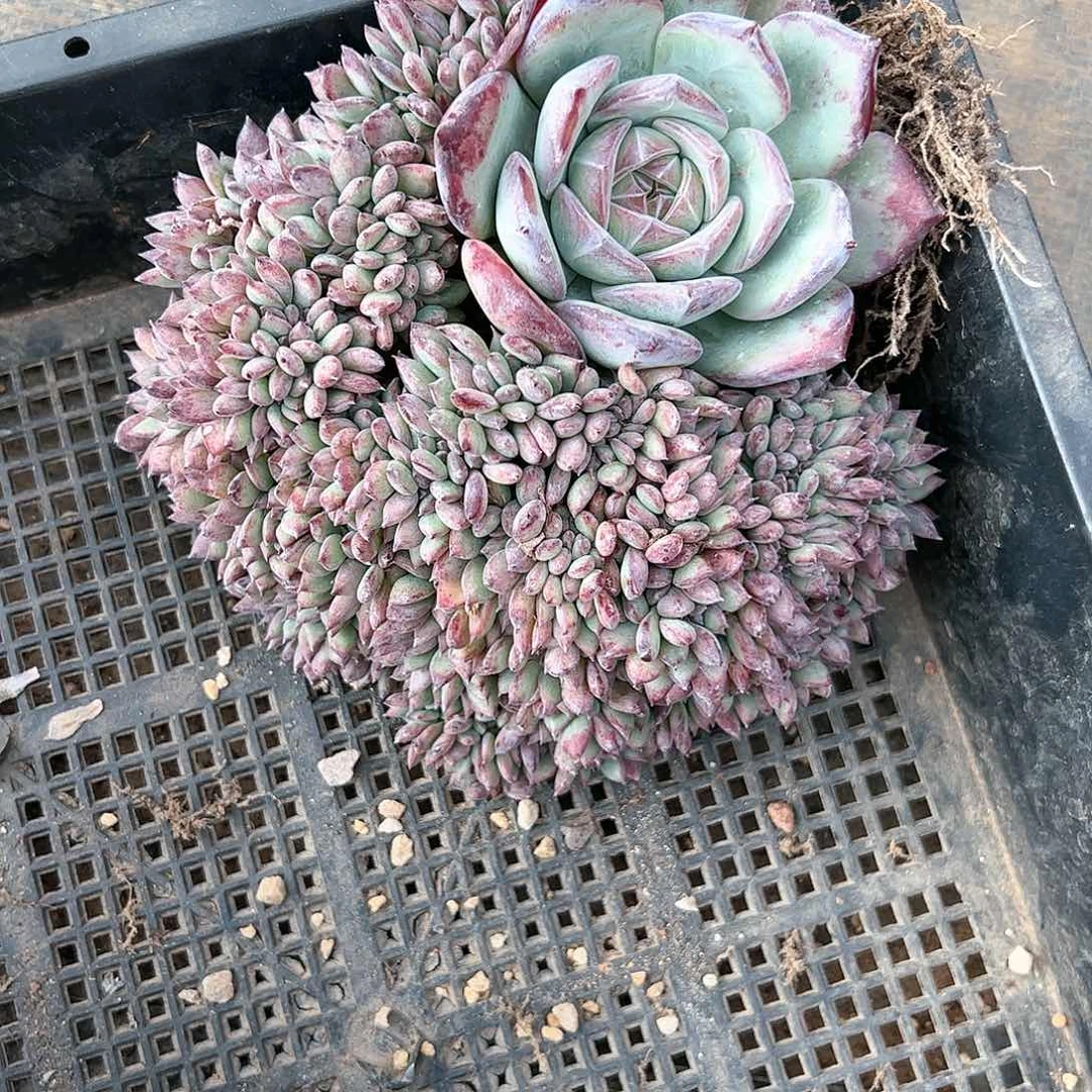 【闪购商品】盆栽植物