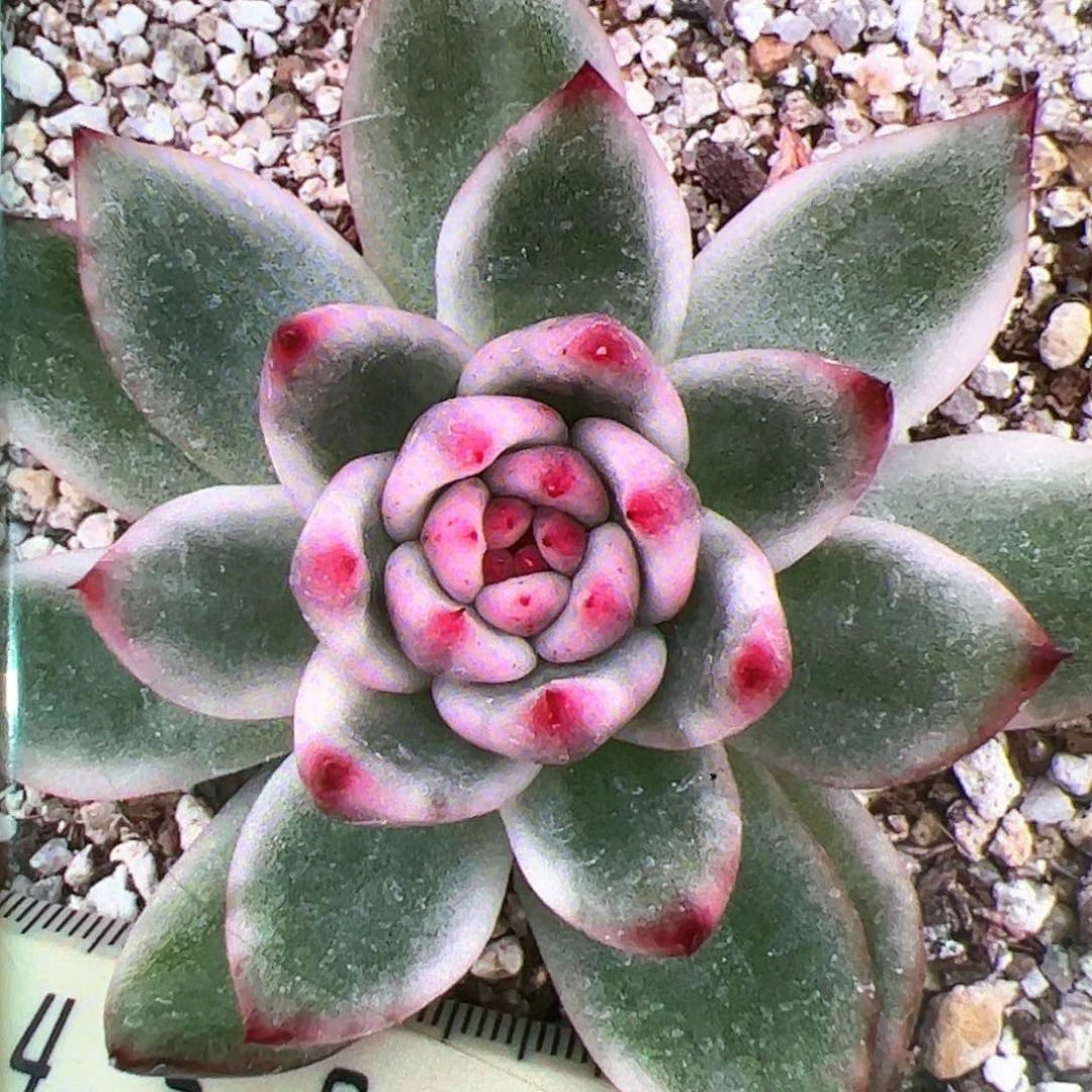 【闪购商品】阿梅锦预售