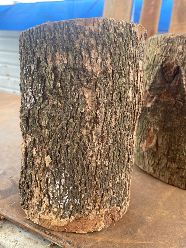 四川小叶桢楠金丝楠木笔筒料