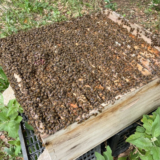 中蜂强群数控管理技术 避开分蜂期科学规范蜂群 使其强壮高产抗病