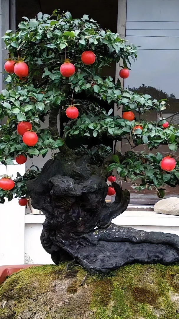 小山灌木金弹子盆景素材、生桩熟桩，直播间一物一拍