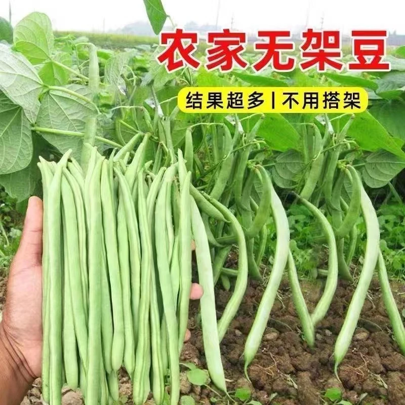 河南四季豆当季农家豆角新鲜现摘蔬菜架豆王青豆刀豆芸豆扁豆