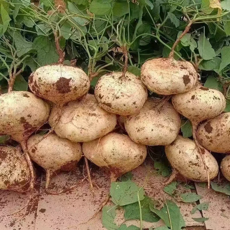 河南凉薯新鲜现挖白心地瓜沙葛水果蔬菜农家番薯即食脆甜沙地凉薯