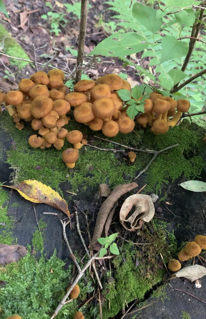 东北鲜榛蘑菇野生榛蘑农家采摘焯烫发货散装称重