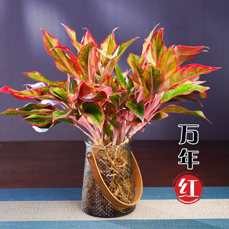 万年红盆栽花卉植物室内花美观四季好养净化空气客厅办公桌面盆景