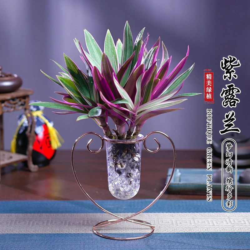 紫露兰盆栽水培植物花卉茶几客厅适用净化空气绿植四季好养