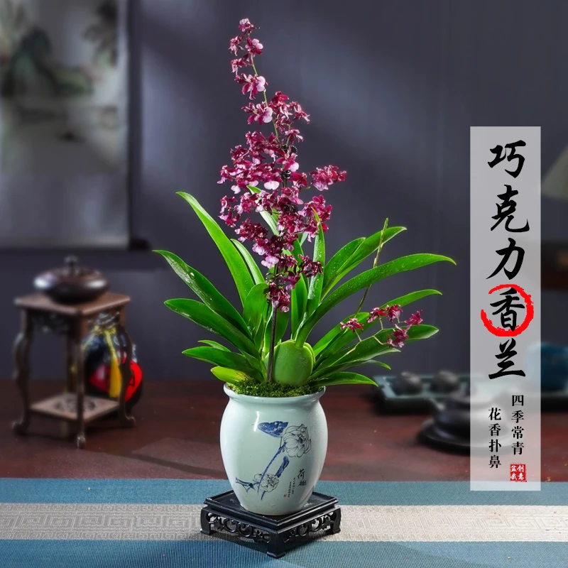 兰花盆栽室内物办公桌开花四季好养花卉四季常绿植物花卉绿植