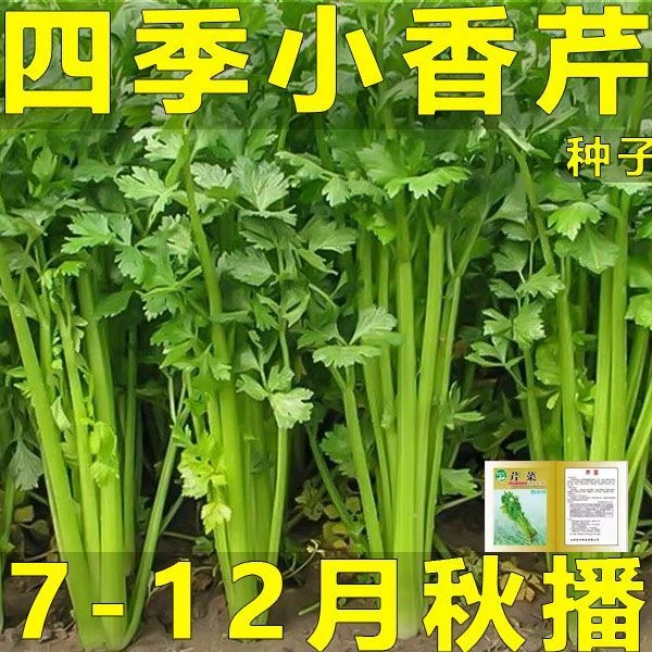 芹菜苗四季香芹水芹西芹种子秋季盆栽阳台蔬菜种籽孑幼苗秧苗带土