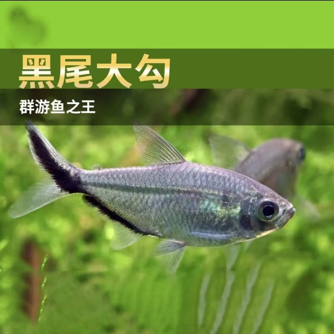 黑尾大勾热带观赏鱼小型鱼草缸群游活体