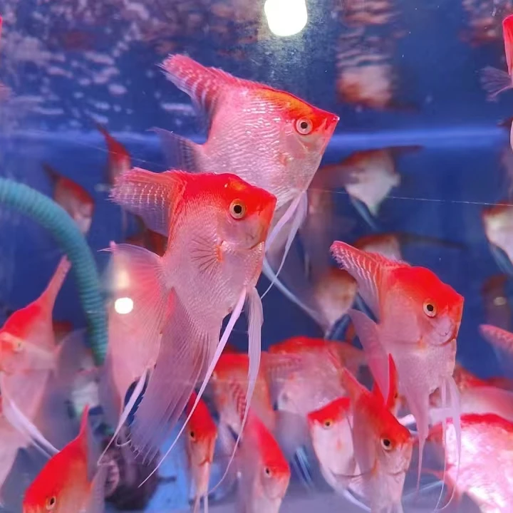 红头金鼎燕熊猫燕神仙燕鱼淡水热带观赏鱼