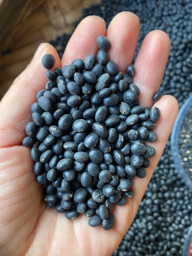 四川农家老品种小颗粒中华肾形小黑豆黄心可发豆芽