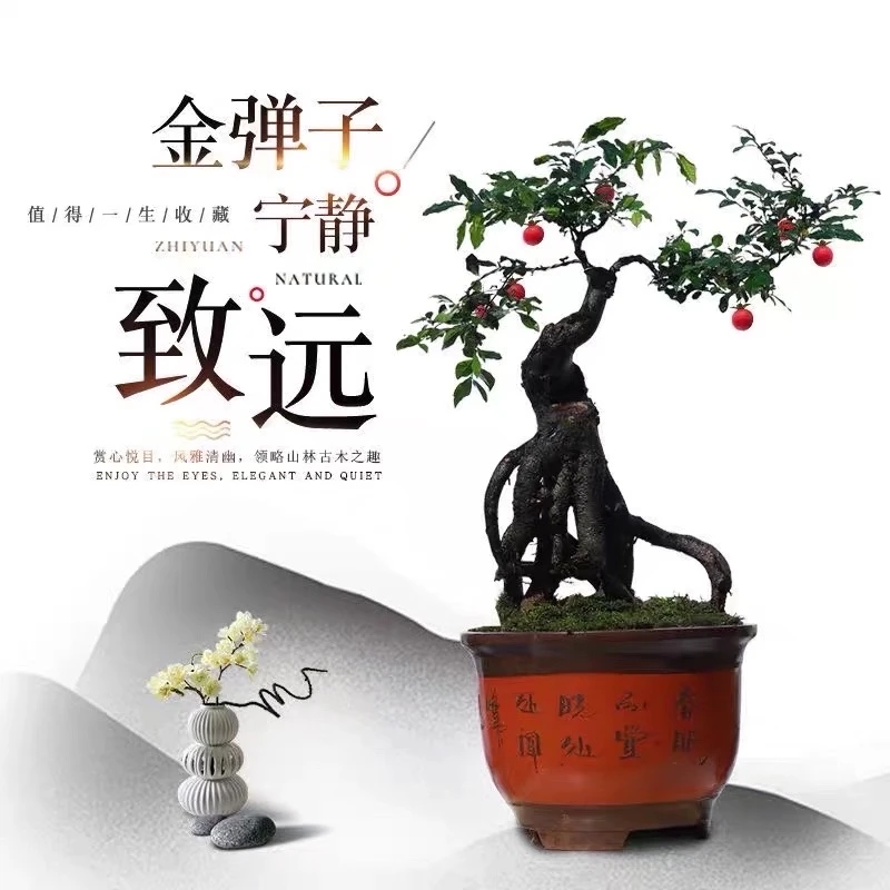 金弹子 室内外大中小庭院别墅发财桩 年功老桩