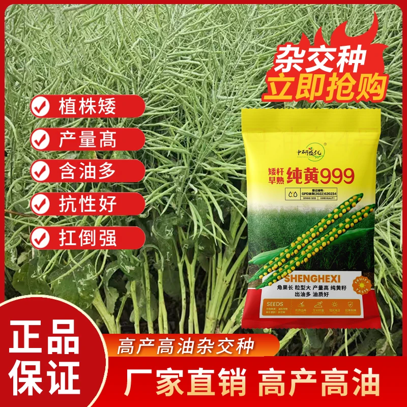 纯黄999双抗高产油菜籽强分支抗伏优质黄花油菜籽出油率高50%以上