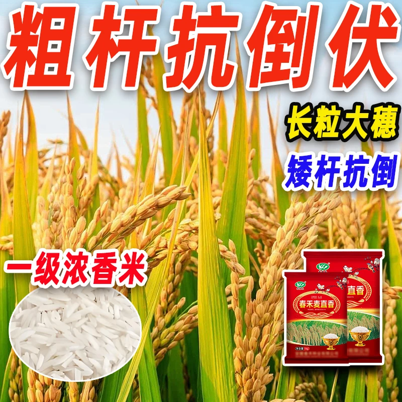 国审稻 春禾麦直香常规稻高产抗倒大穗籼稻粮食种子长粒可留种