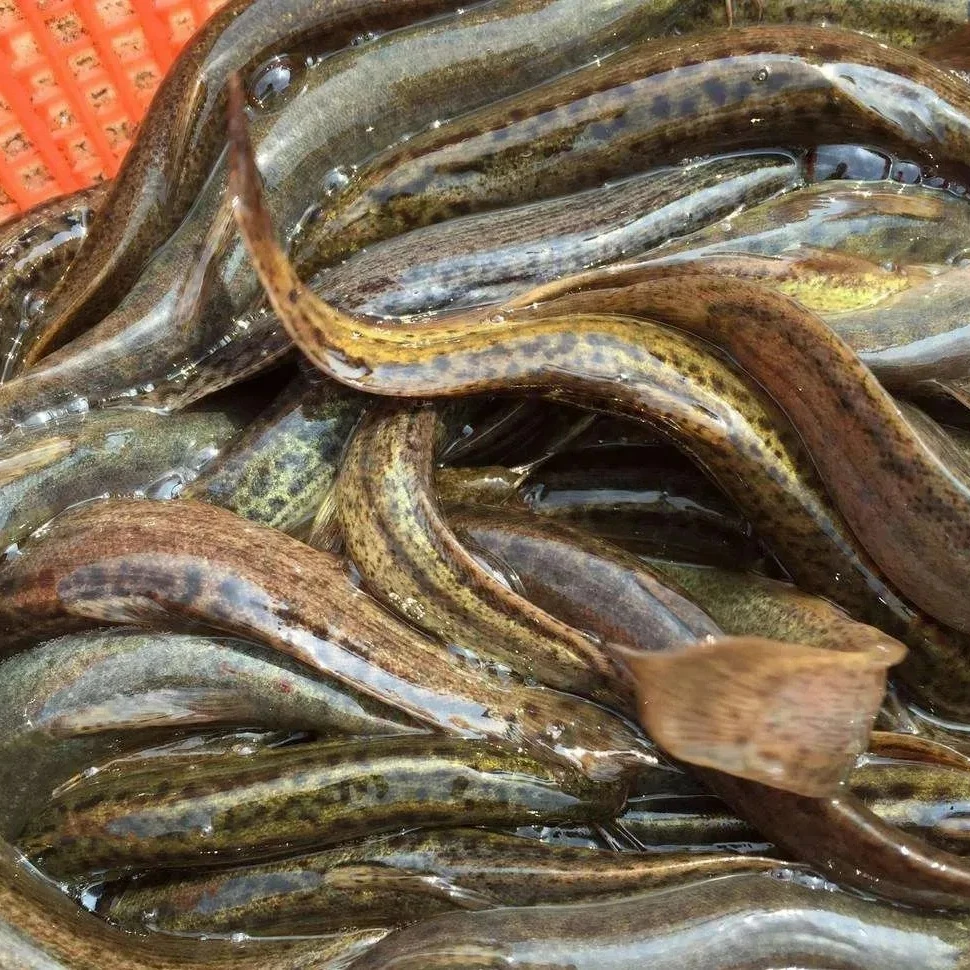 农家水库生态泥鳅