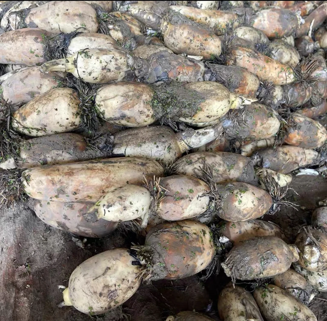 新鲜莲藕中间节 包邮到家