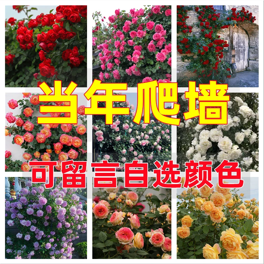 爬藤大花浓香月季可盆栽地栽小院种植耐寒植物抗寒四季可月季花苗