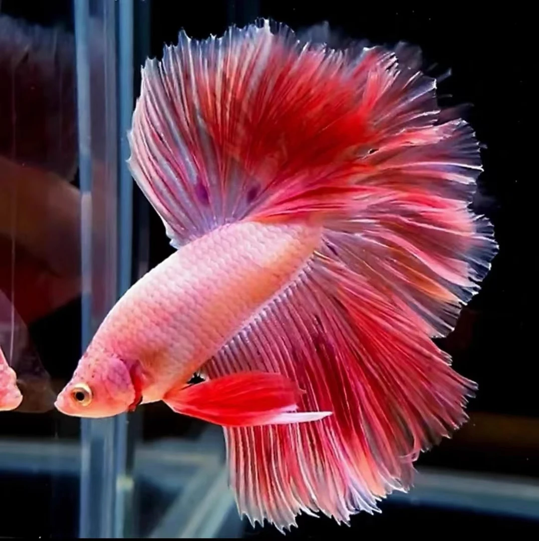 A8(169-192)泰国斗鱼小型热带观赏鱼