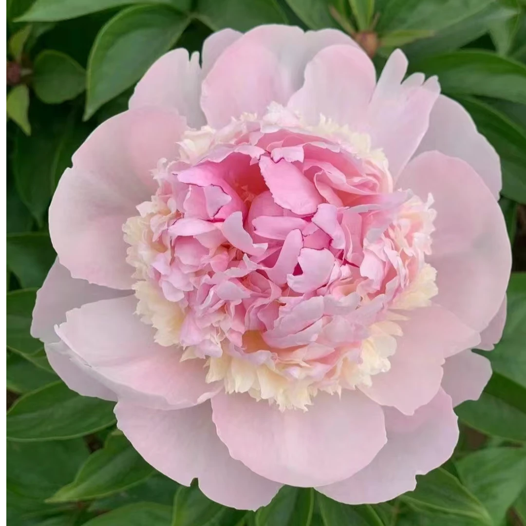 天使脸颊3-5芽原棵（进口种苗）