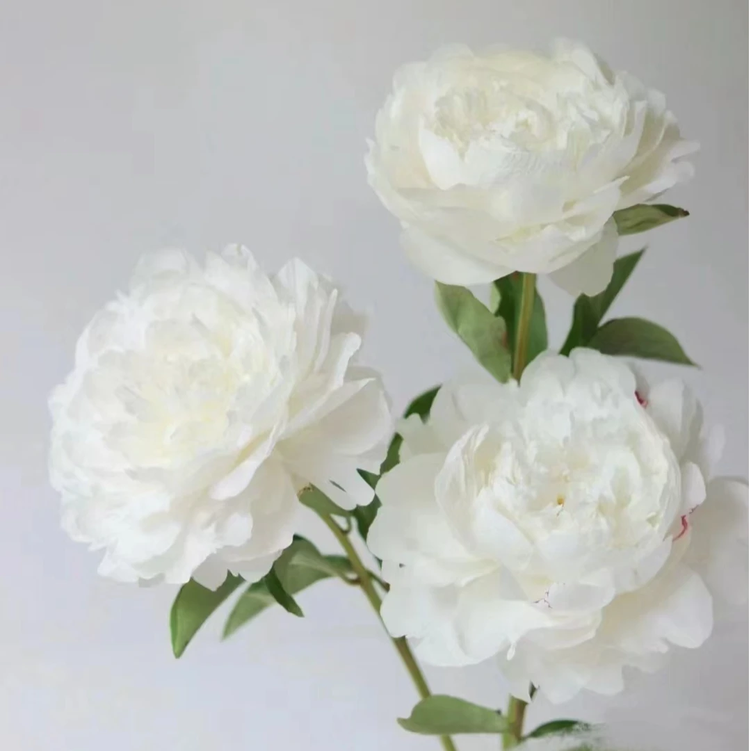 杨妃出浴芍药3-5芽原棵（国产精品种苗）重瓣