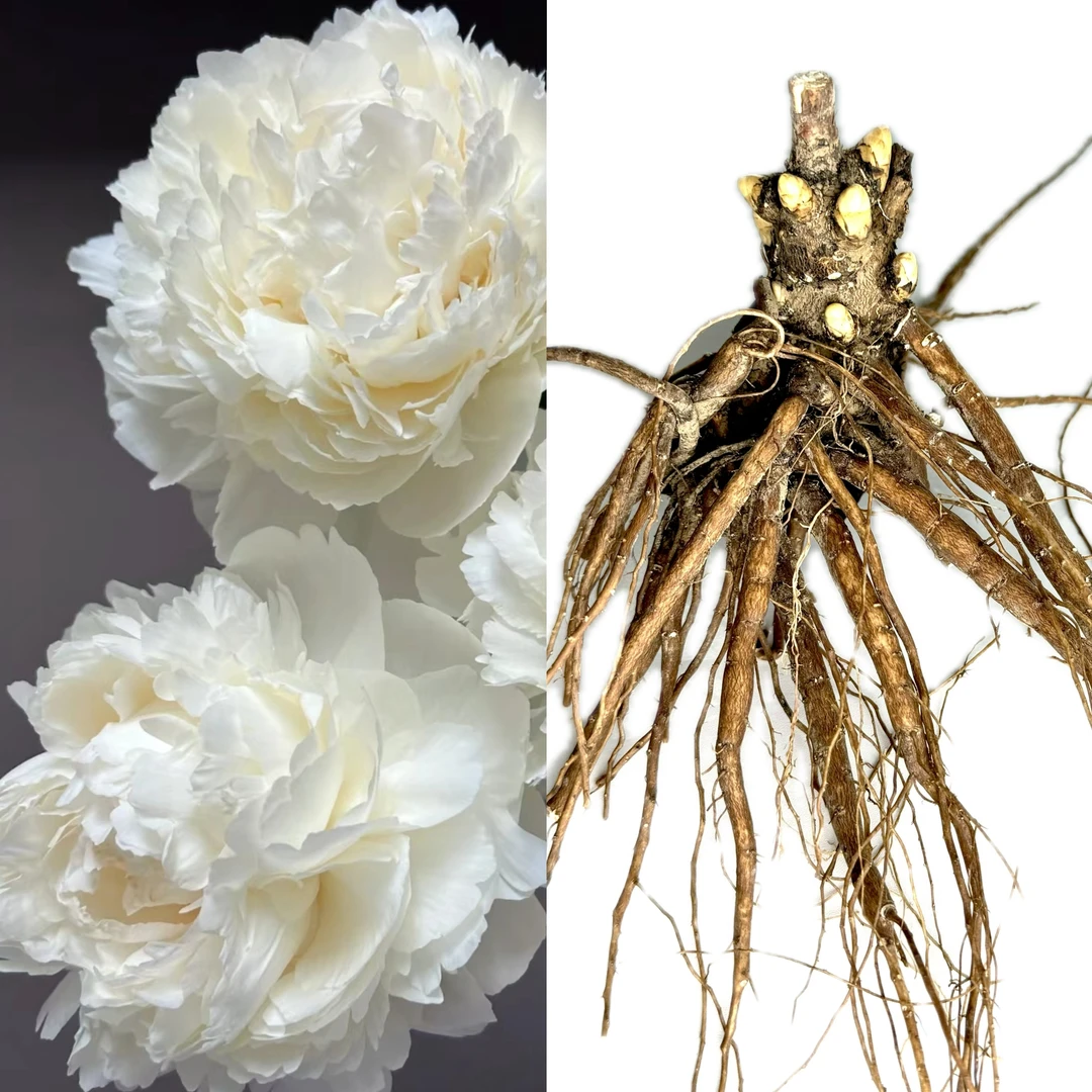 奶油碗芍药3-5芽原棵（进口种苗）