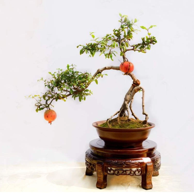 大红袍园林景观树（直播间专用一物一拍下单前请咨询客服）