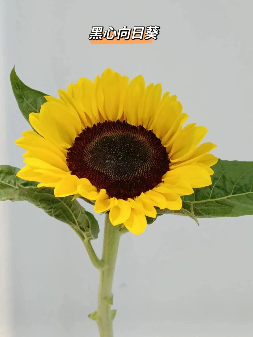 向日葵合集-云舍鲜花卉鲜切花材养护摆放产品基地发顺丰冷链包邮