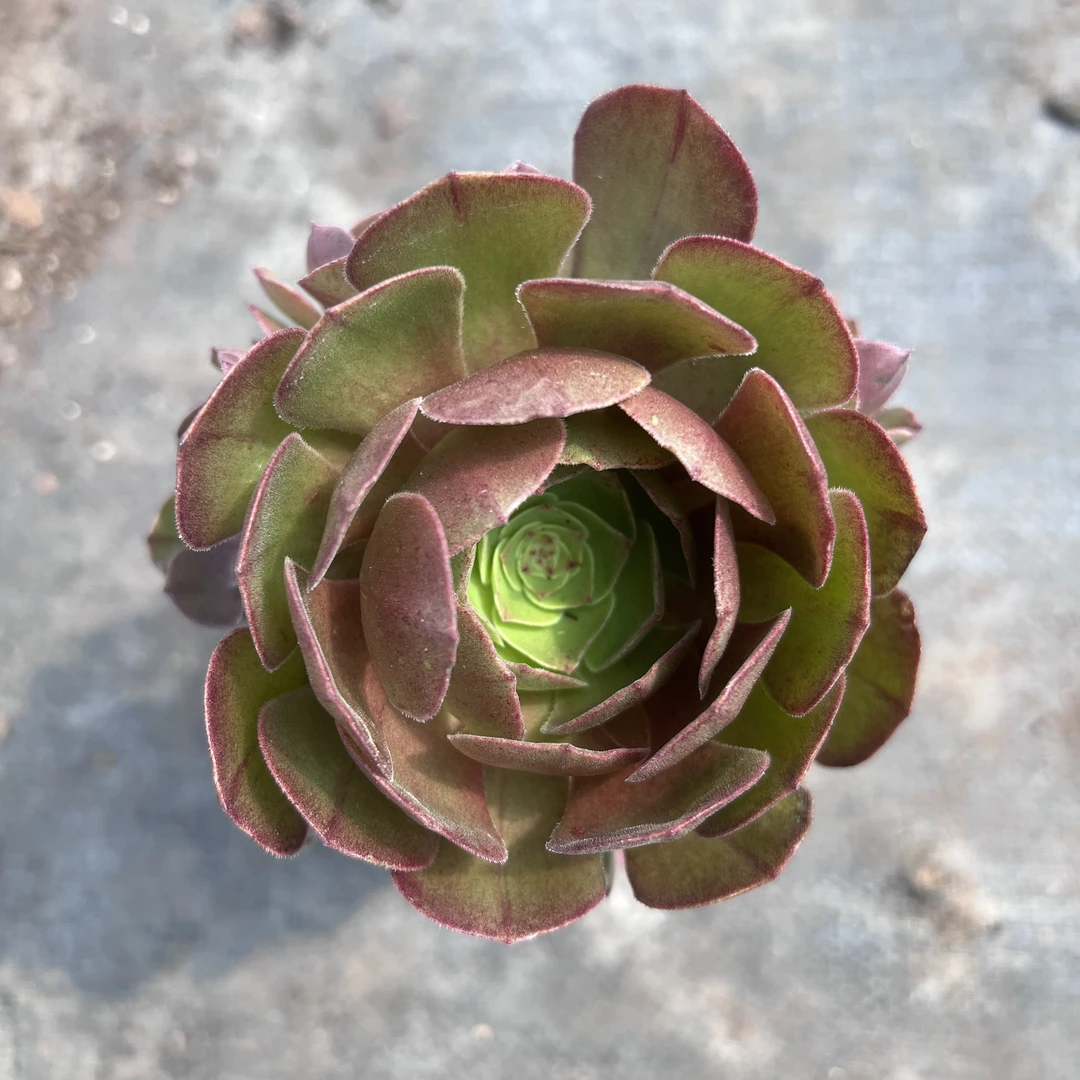 万圣节多肉植物全场多肉任意满两单及也上包邮发货带基地原盆原土