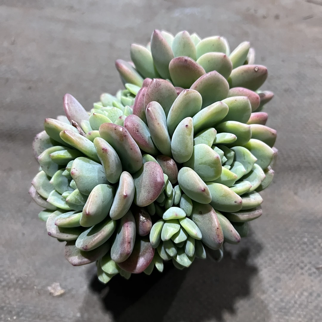 桃酥多肉植物 王小二多肉阳台露台绿植植物栽种养护带盆土发货