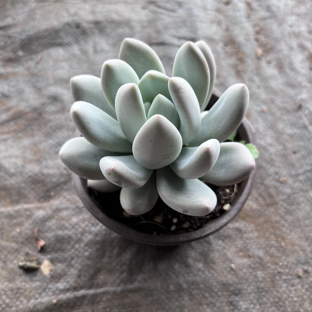 奶杂多肉植物 王小二多肉阳台露台绿植植物栽种养护带盆土发货