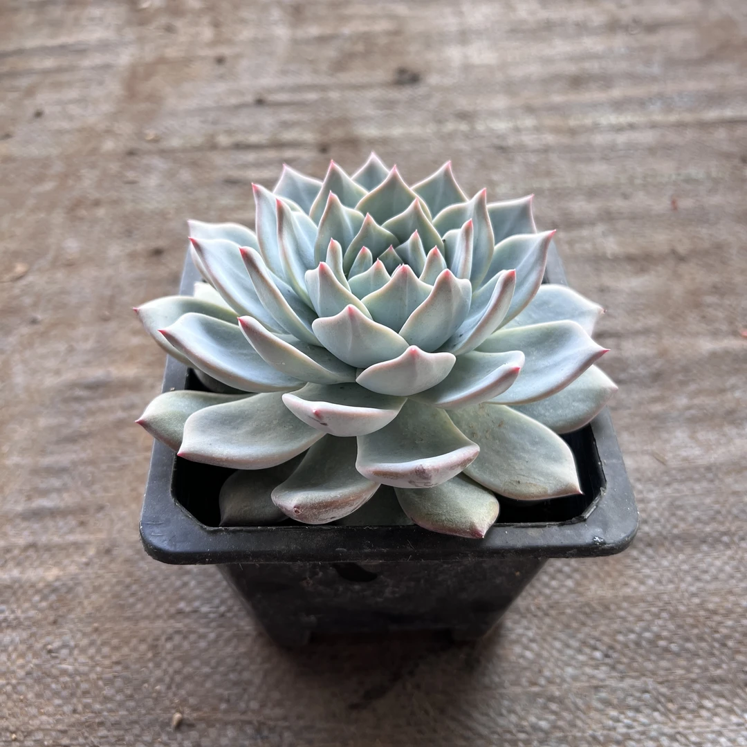 粉蓝鸟多肉植全场 多肉任意满两单及也上包邮发货 带基地原盆原土