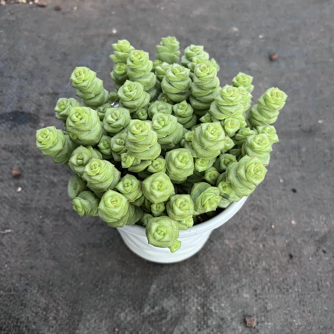 王小二多肉钱串12杯冠幅10-13厘米多肉植物带基地原盆原土发货