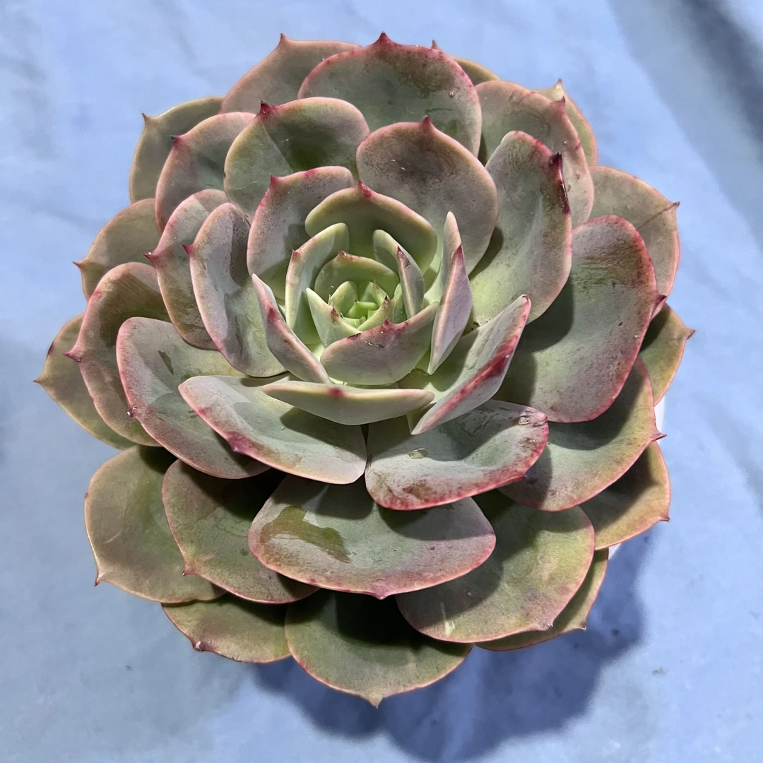 白雪公主 多肉植物 阳台露台绿植植物栽种养护带盆土发货